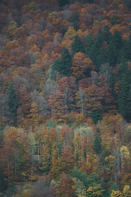 Hochzeitsreportage Henslerhof Hinterzarten 035